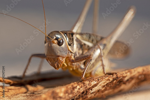 Criquet gris et roux aux yeux noirs. Sauterelle insecte volant sur une écorce de chêne liège. © fred.do.photo