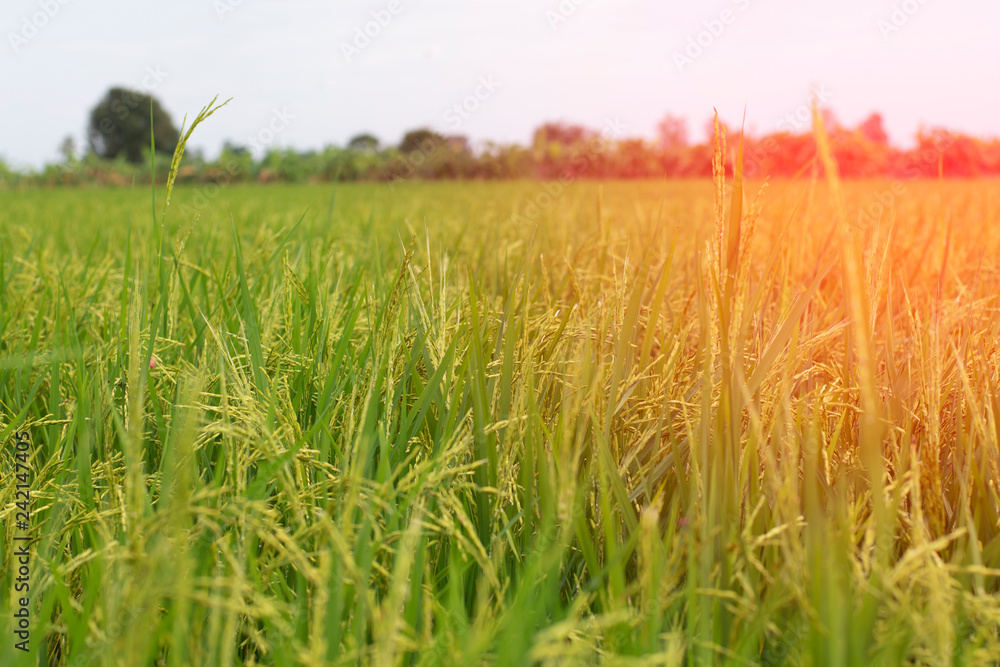 Fototapeta premium abundant rice paddy field in pathumthani , thailand, selective focus