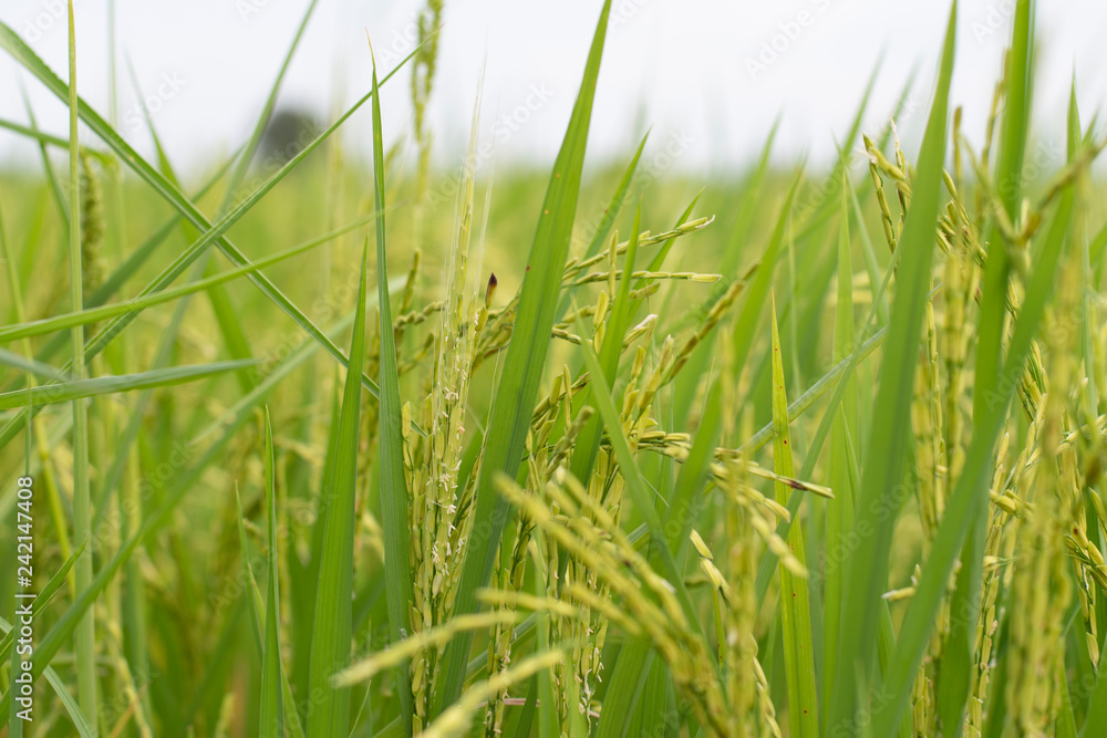 Obraz premium closeup ear of paddle in abundant rice paddy field in pathumthani , thailand