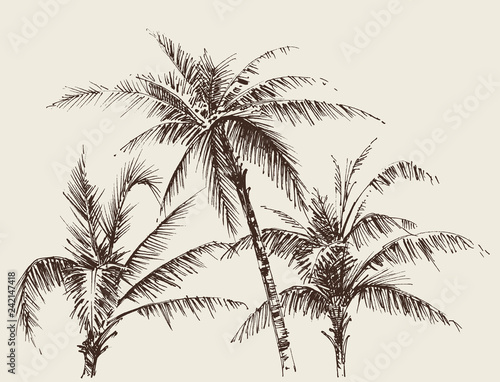 Palm trees foliage, tree crown drawing