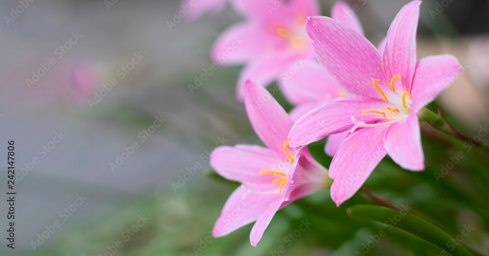 isolated pink rain lily blooms in the garden isolated pink rain lily blooms in the garden