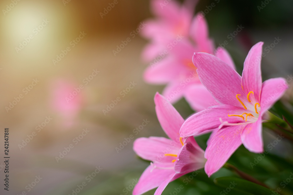 isolated pink rain lily blooms in the garden isolated pink rain lily blooms in the garden