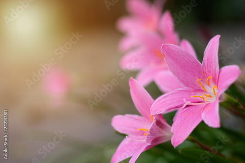 isolated pink rain lily blooms in the garden