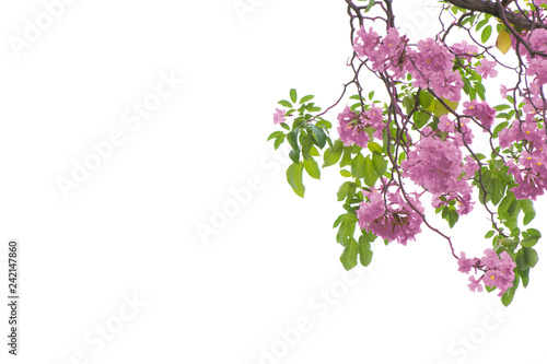 pink trumpet tree or Tabebuia impetiginosa isolated on white background, with clipping path for architecture. photo