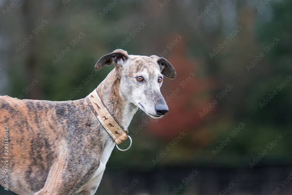 Portrait eines gestromten Windhund Portrait eines gestromten Windhund
