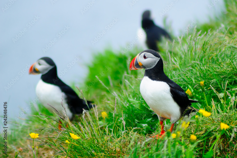 Naklejka premium Puffins the east fjords region