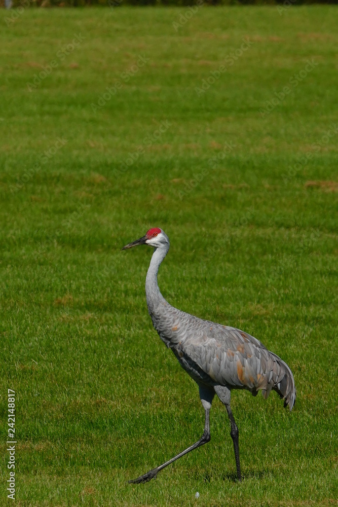 Obraz premium Sandhill Crane family