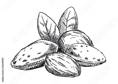 Almonds illustration. Black and white version
