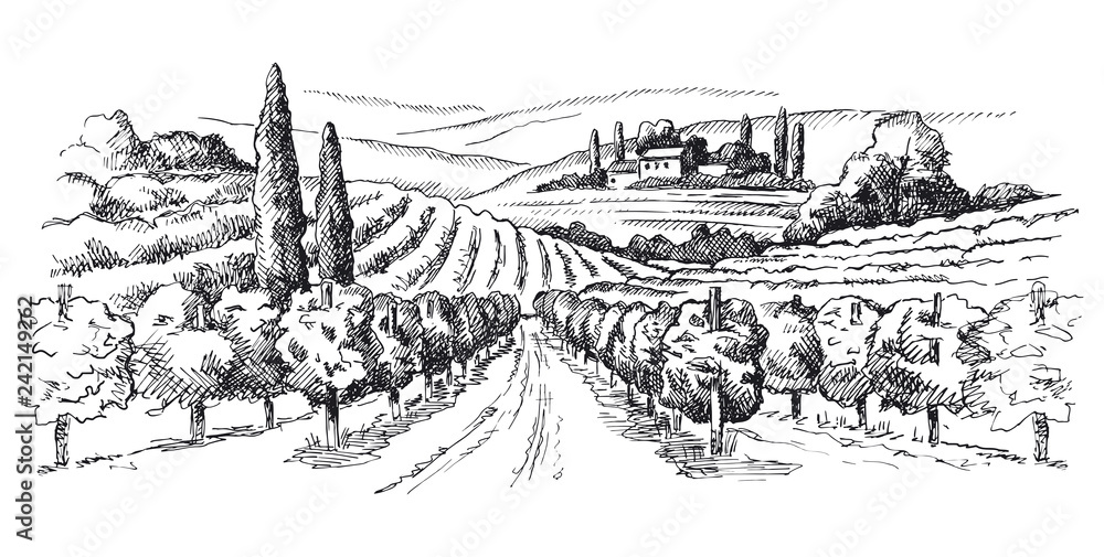 vineyard illustration
