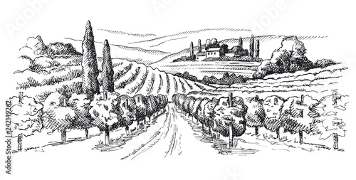 vineyard illustration