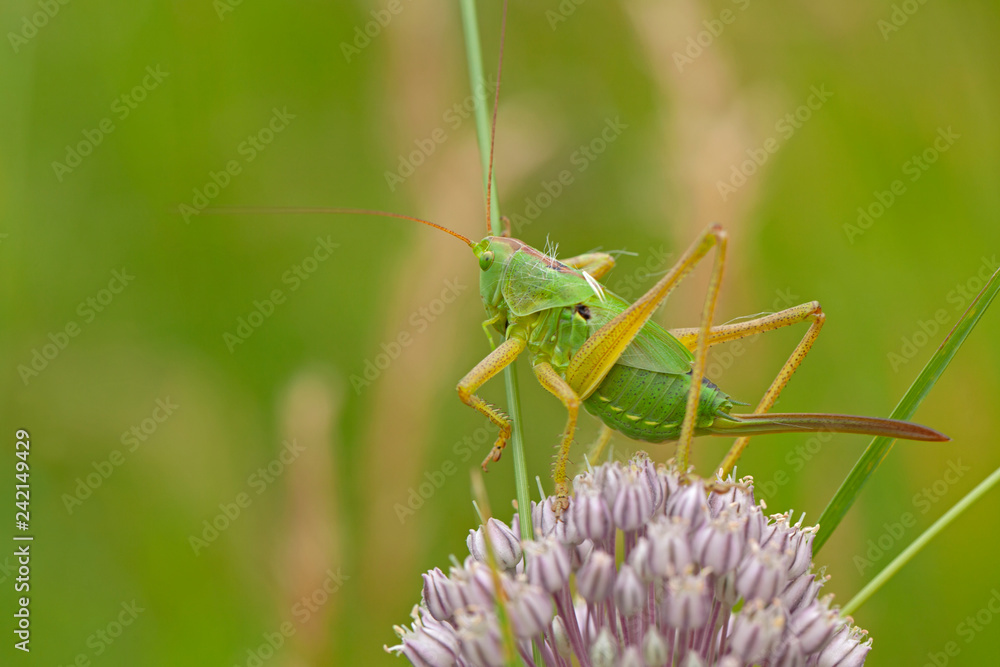 Sauterelle verte femelle grimpant sur une fleur des champs. Criquet insecte volant à l'arrêt sur des brins d'herbe. Sauterelle verte femelle grimpant sur une fleur des champs. Criquet insecte volant à l'arrêt sur des brins d'herbe.