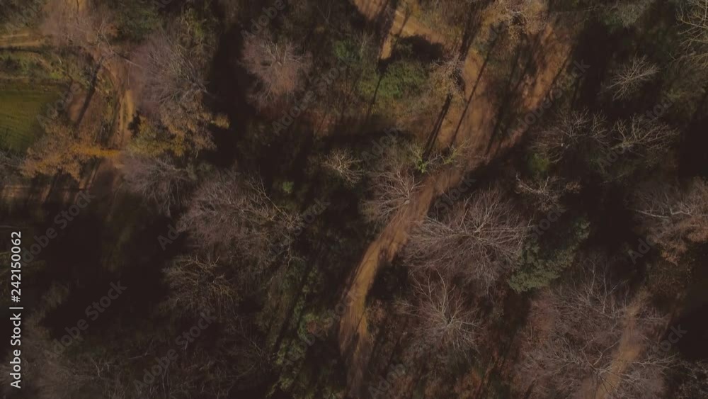 Aerial drone view flying over the redwoods trees and narrow roads in autumn magic atmospheric forest Aerial drone view flying over the redwoods trees and narrow roads in autumn magic atmospheric forest
