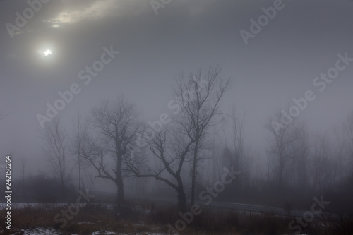 Fog makes woodlands look spooky, Mohawk Valley, New York State, USA