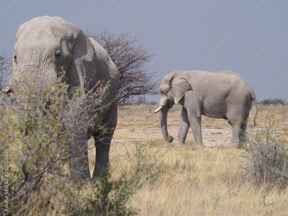 Obraz premium Elephants in Etosha Namibia