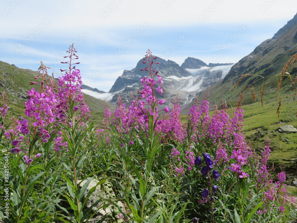 Blume vor Gletscher