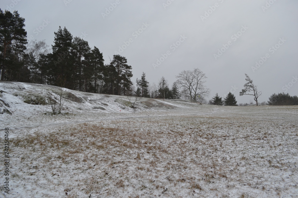 Snow. Field. Forest in winter