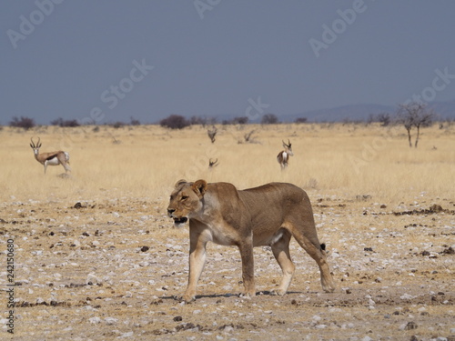 lioness at etosha national park
