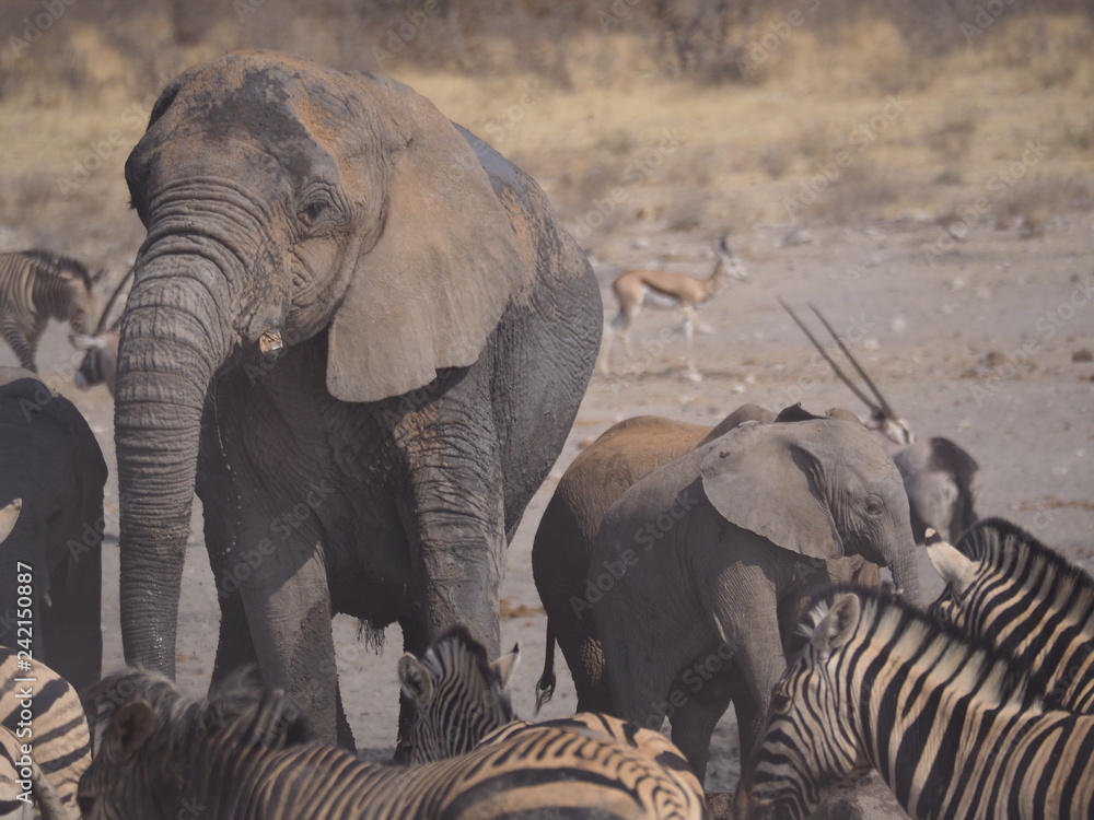 Naklejka premium Etosha national park Animales