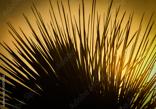 cacti in an intimate environment are showcased in these close ups of popular desert plants found in and around Phoenix, Arizona-city proper and wilderness areas. Each type unique and beautiful