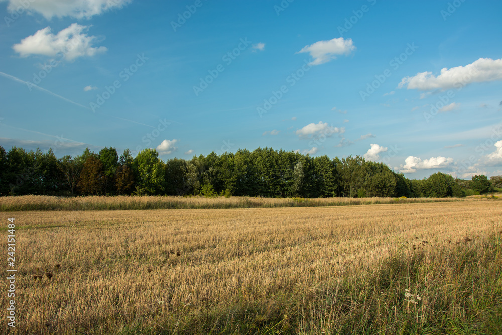 Stubble in front of the forest and clouds on blue sky