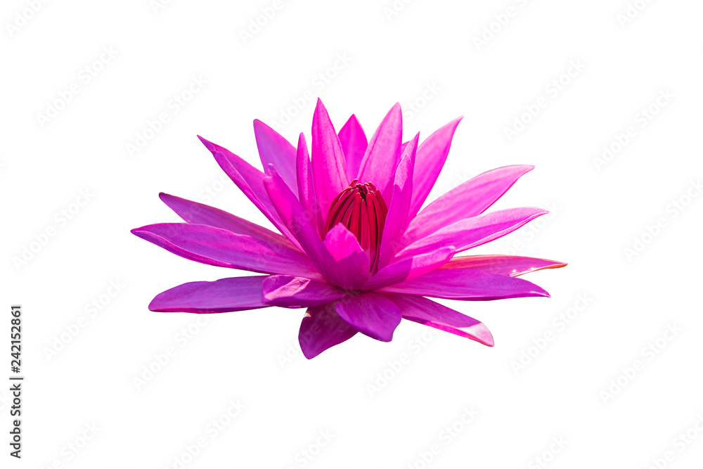 Fototapeta premium The lotus flower represents the symbol of Buddhism and can be used to worship God.