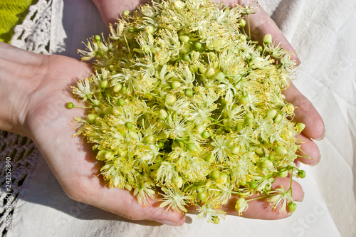 Human hands holding linden flowers