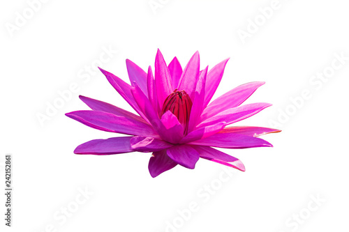 The lotus flower represents the symbol of Buddhism and can be used to worship God.