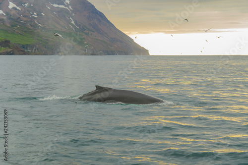 Whale, near Husavik