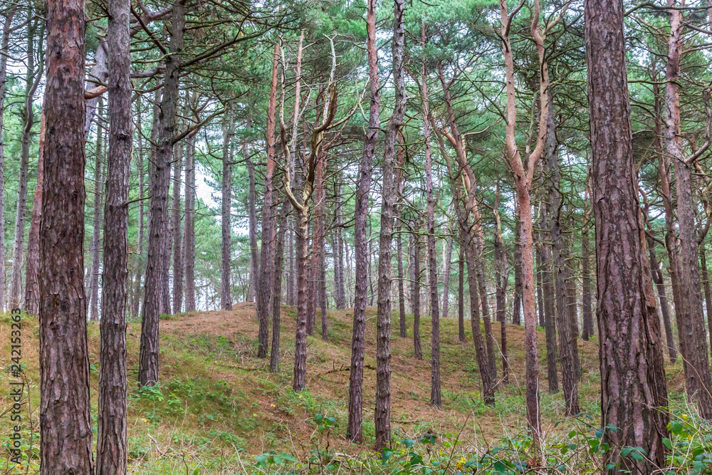 Fototapeta premium Woodland in Formby, Merseyside