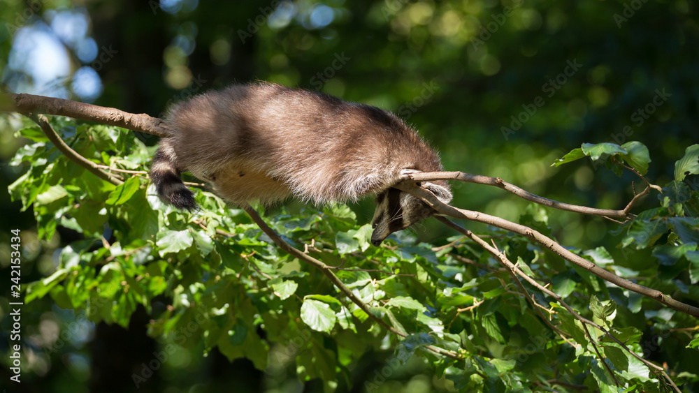 Waschbär