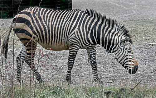 Fototapeta Naklejka Na Ścianę i Meble -  Chapman`s zebra in its enclosure. Latin name - Equus guagga chapmani