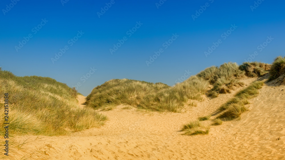Close up on Camber Sands Beach dune, East Sussex, U.K