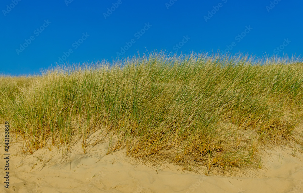 Close up on Camber Sands Beach dune, East Sussex, U.K Close up on Camber Sands Beach dune, East Sussex, U.K
