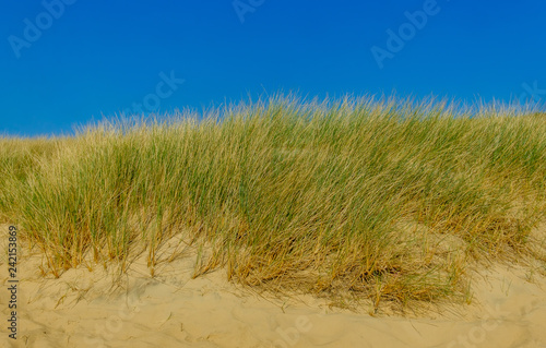 Wallpaper Mural Close up on Camber Sands Beach dune, East Sussex, U.K Torontodigital.ca