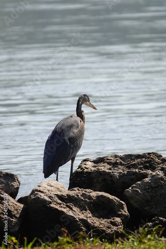 Blue Heron Hanging out on the Shore © Aaron