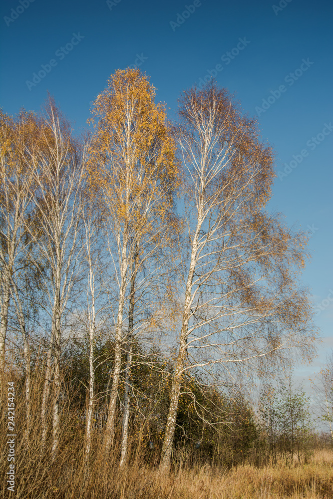 Obraz premium Brzozy z żółtymi liśćmi