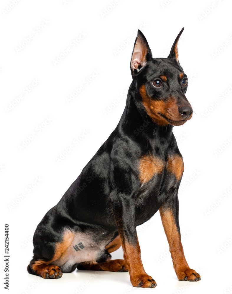 Zwergpinscher Dog  Isolated  on White Background in studio