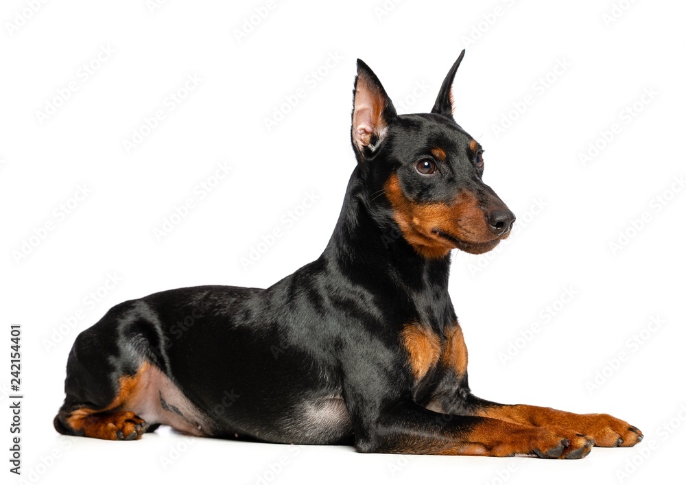 Zwergpinscher Dog  Isolated  on White Background in studio