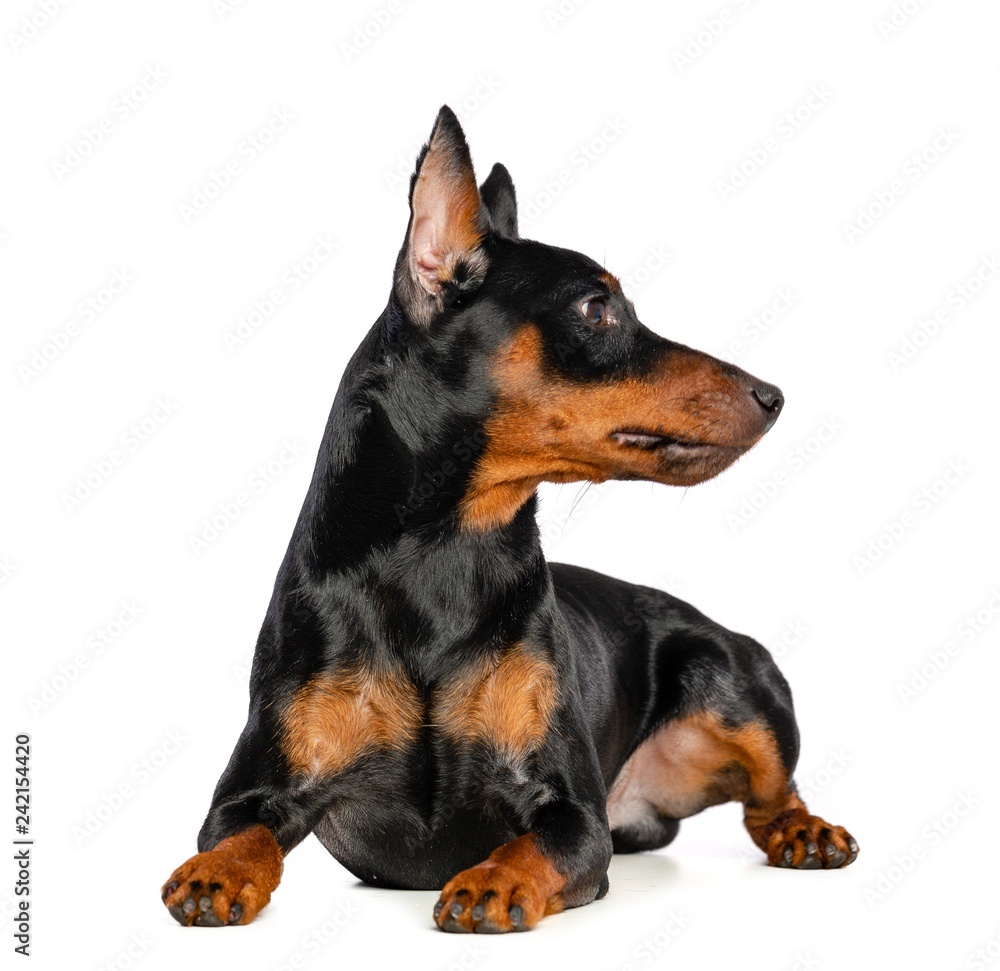 Zwergpinscher Dog Isolated on White Background in studio Zwergpinscher Dog Isolated on White Background in studio