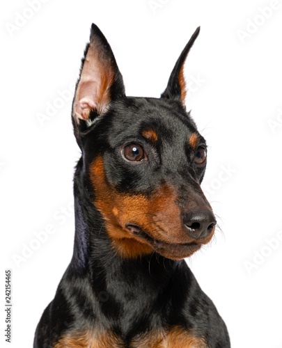 Zwergpinscher Dog  Isolated  on White Background in studio