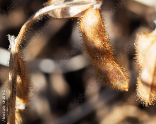 Macro shot of ripe soy pod in sunlight with shallow depth of field