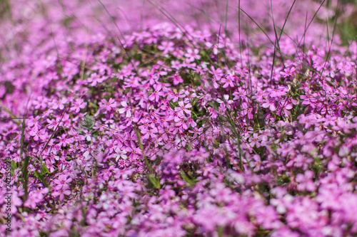Shallow depth of field photo, only few blossoms in focus, pink / lilac flowerbed. Abstract flowery spring background.