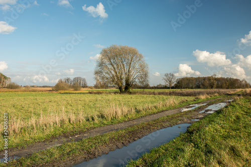 Puddles on a dirt road through a meadow and willow tree without leaves