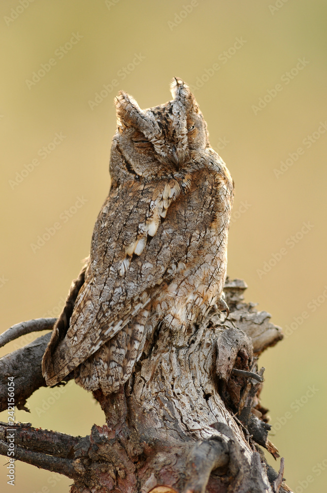 A scops owl watches from his innkeepers