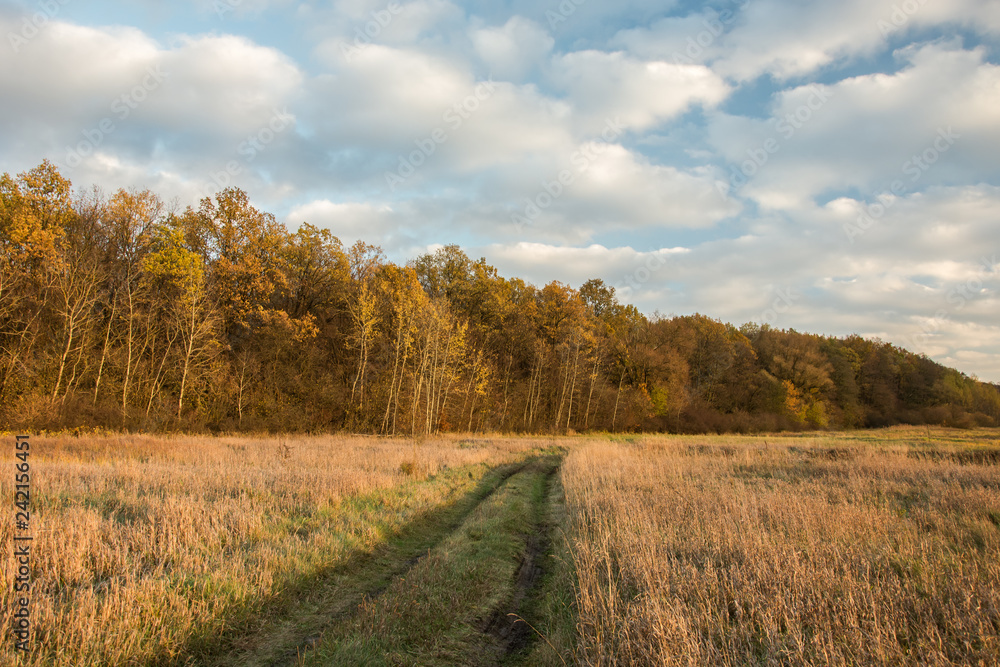 Fototapeta premium Path through a wild meadow towards the autumn forest and clouds in the sky