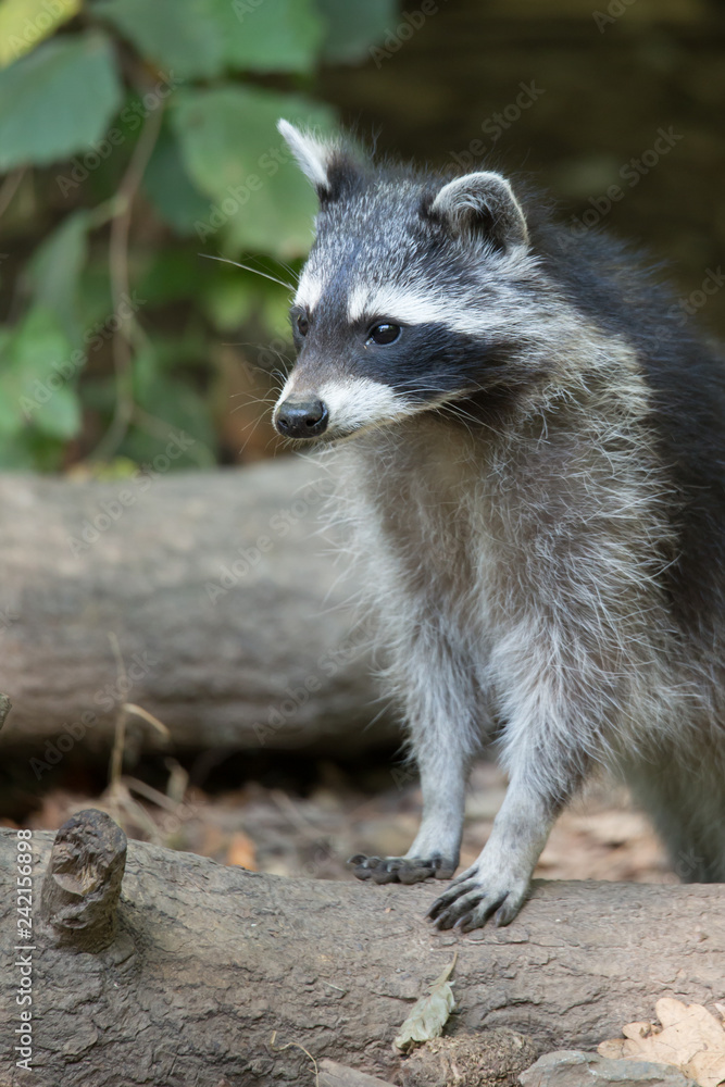 Waschbär