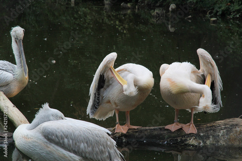 Pelicans in the zoo