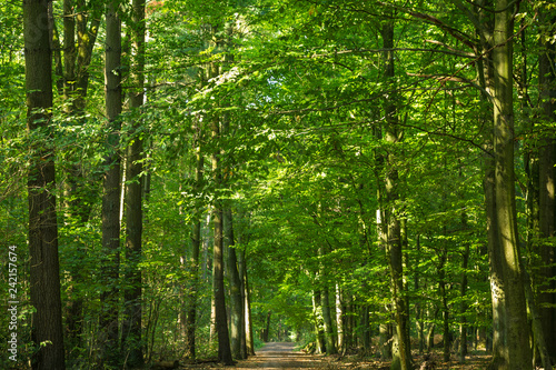 Waldweg im Laubwald