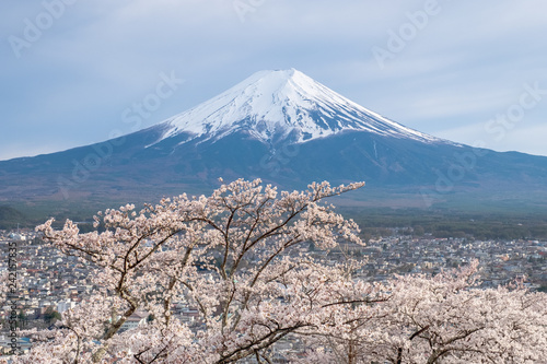 Fuji Mountain sakura branch in front on panorama cityscape view background, sakura in spring season full blooming in Japan. Fuji mt is a symbol of Japan.
