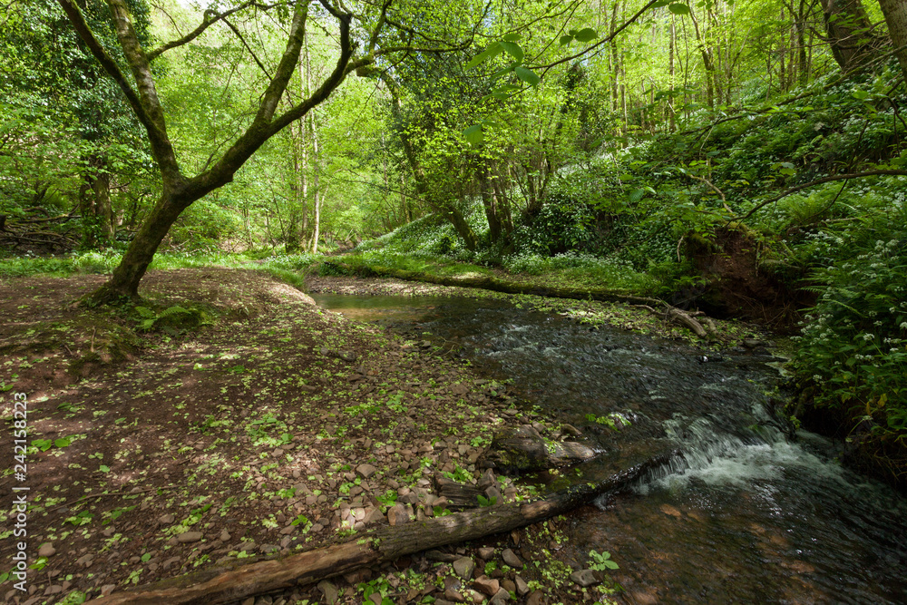 Mare's Pool, Holford, Somerset Mare's Pool, Holford, Somerset